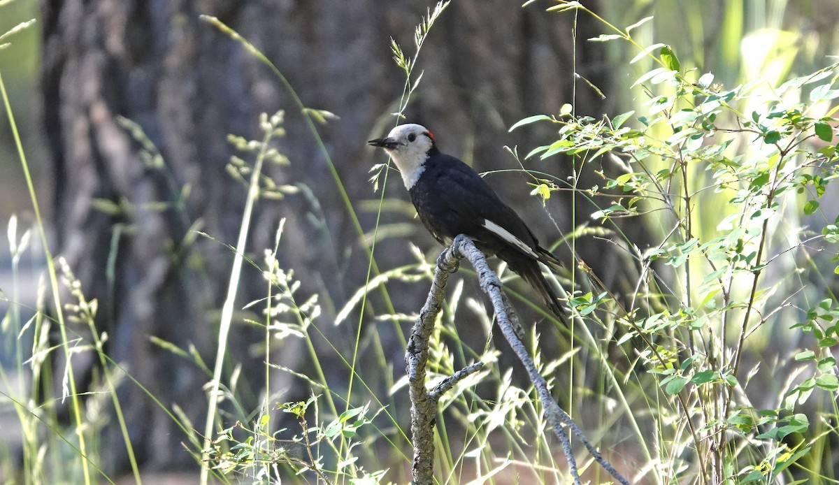 White-headed Woodpecker - ML620875408