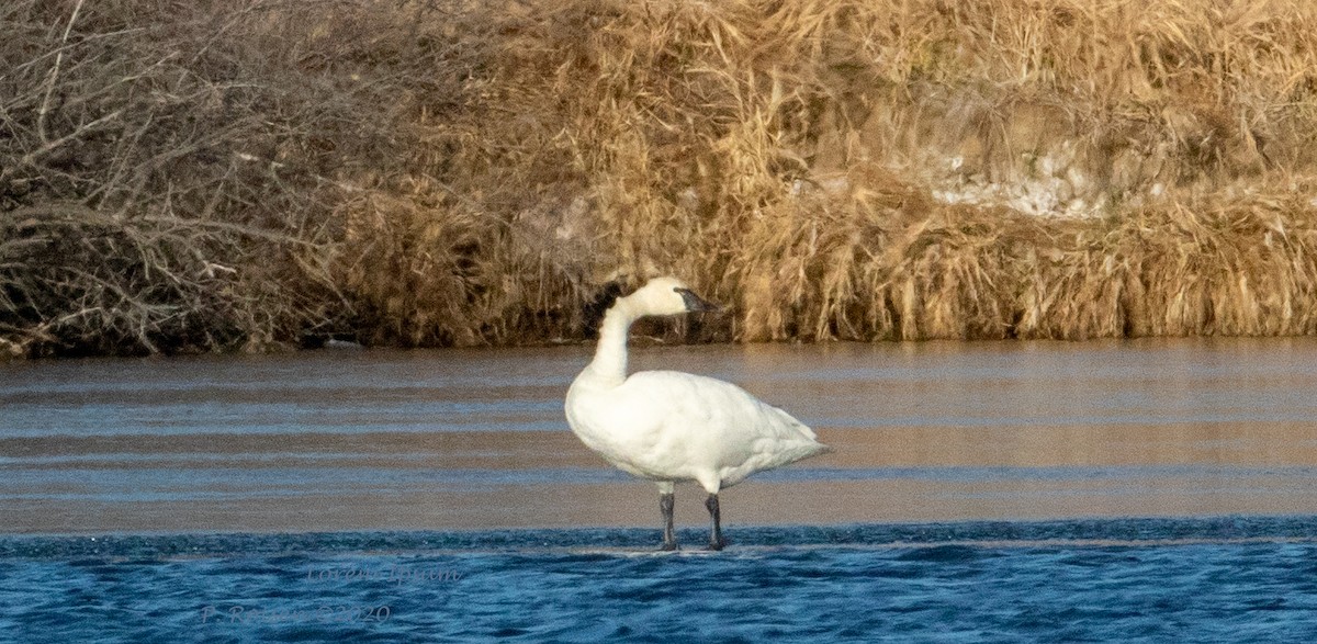 labuť malá (ssp. columbianus) - ML620875409