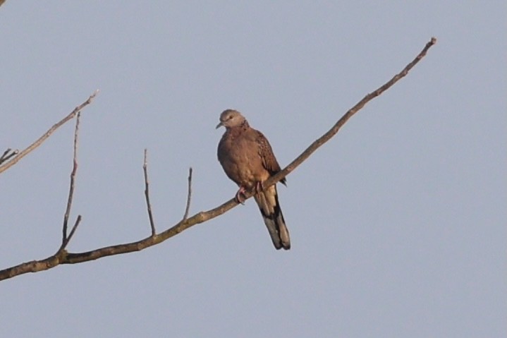 Spotted Dove - ML620875410