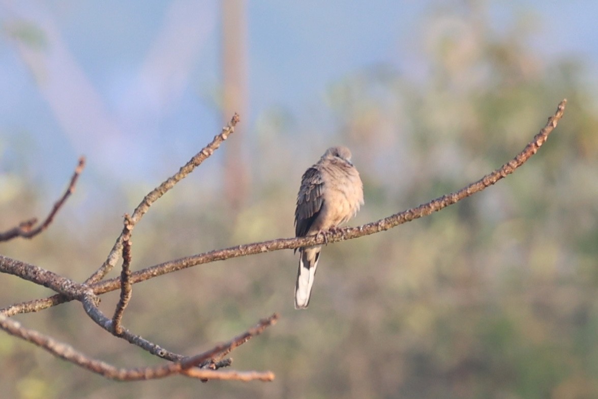 Spotted Dove - ML620875411