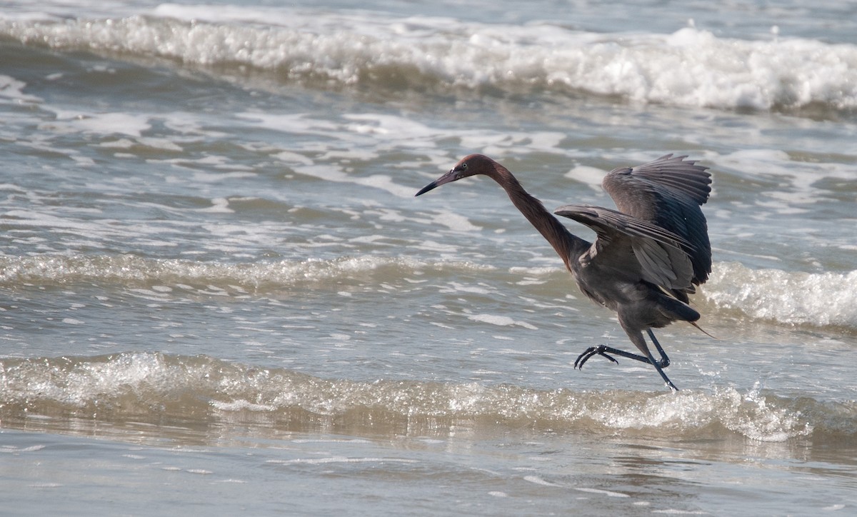 Reddish Egret - ML620875412