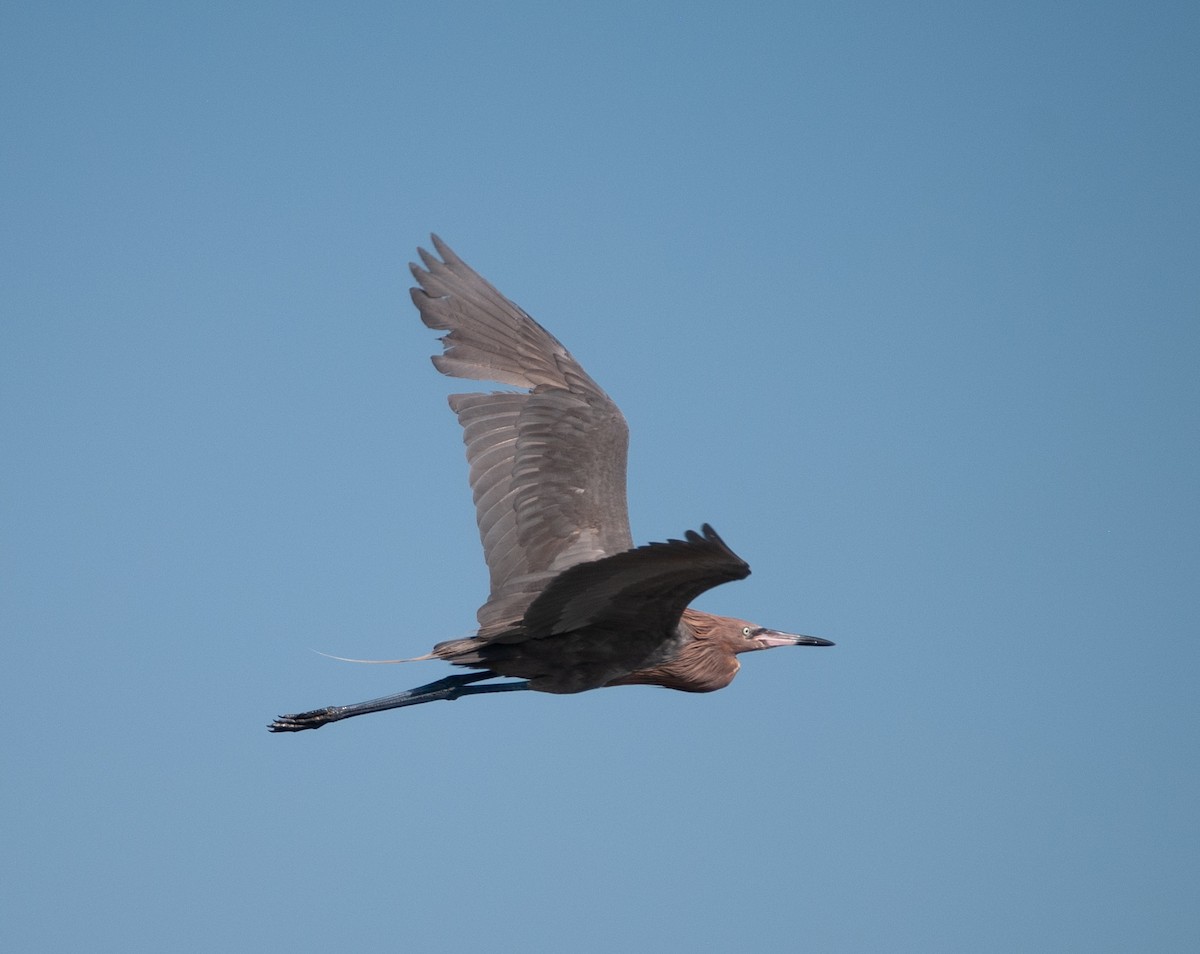 Reddish Egret - ML620875413