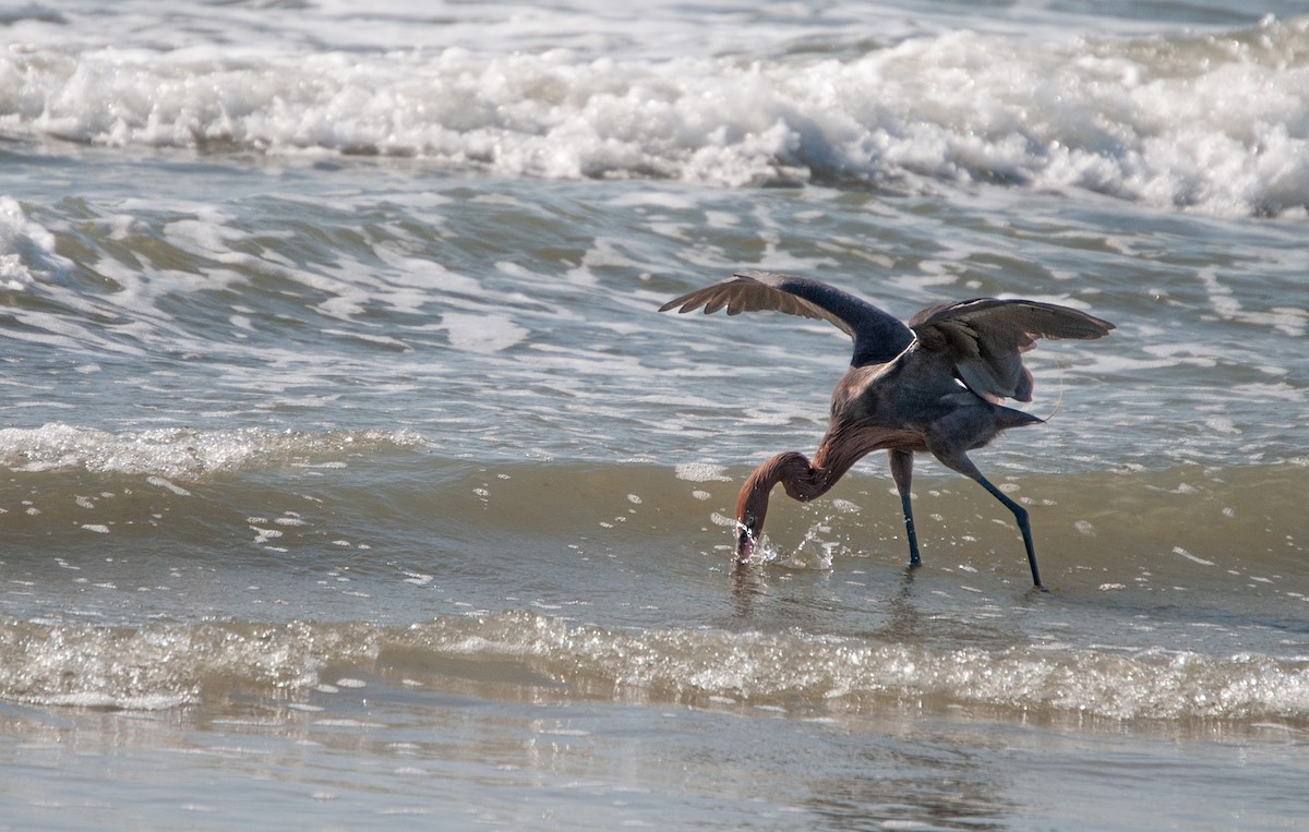 Reddish Egret - ML620875414