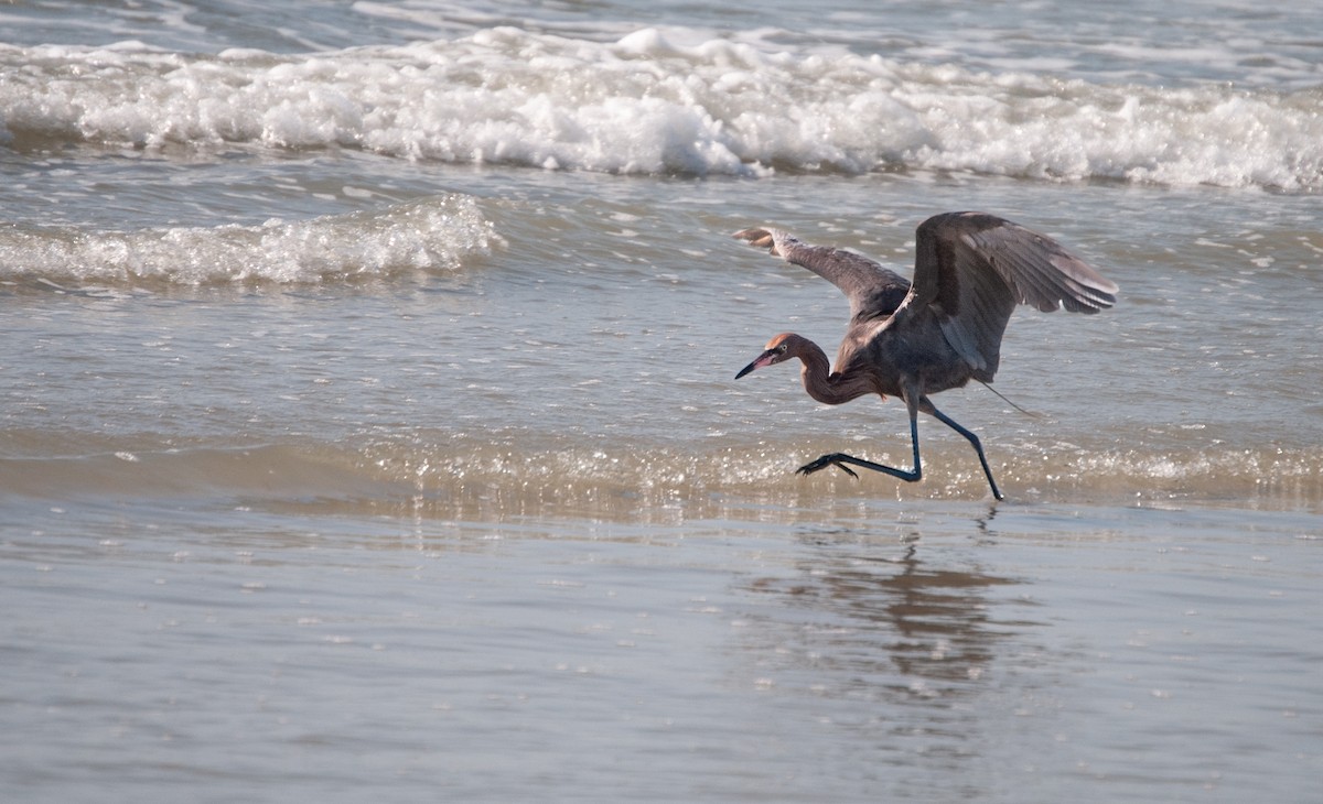 Reddish Egret - ML620875415