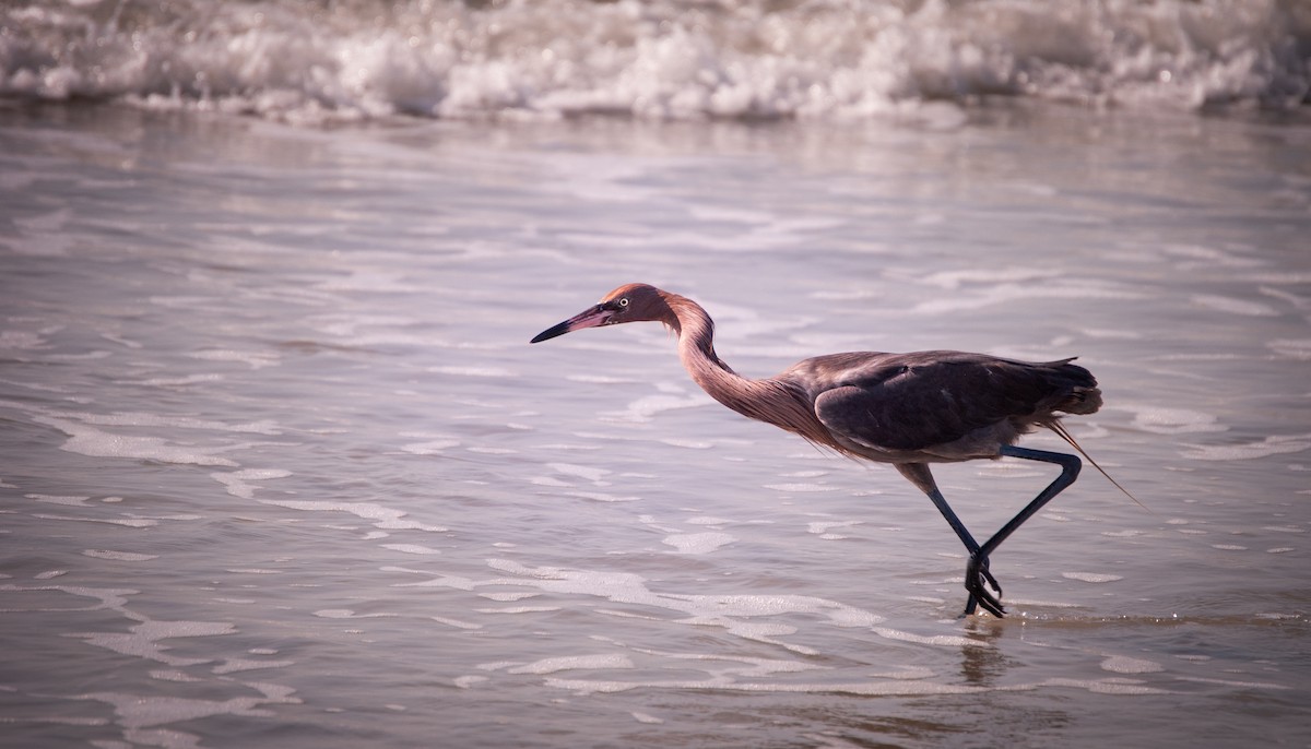 Reddish Egret - ML620875417