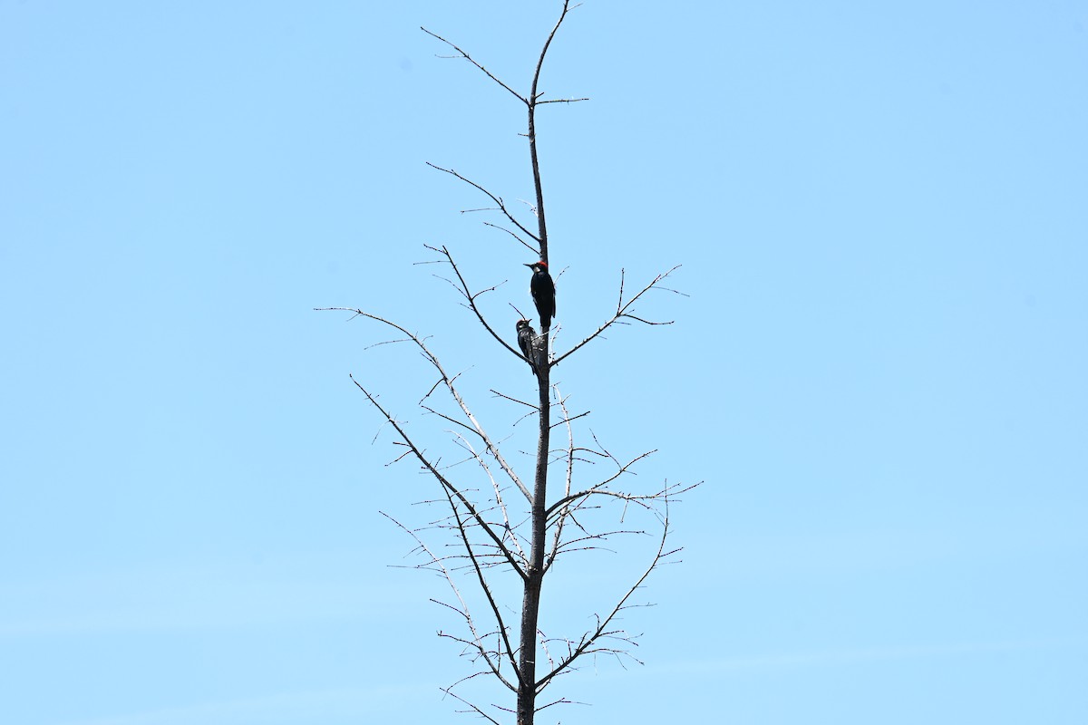 Acorn Woodpecker - ML620875419