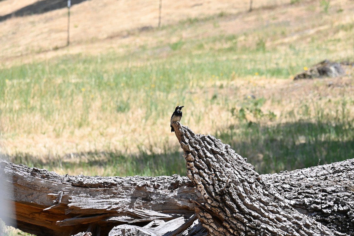 Acorn Woodpecker - ML620875420