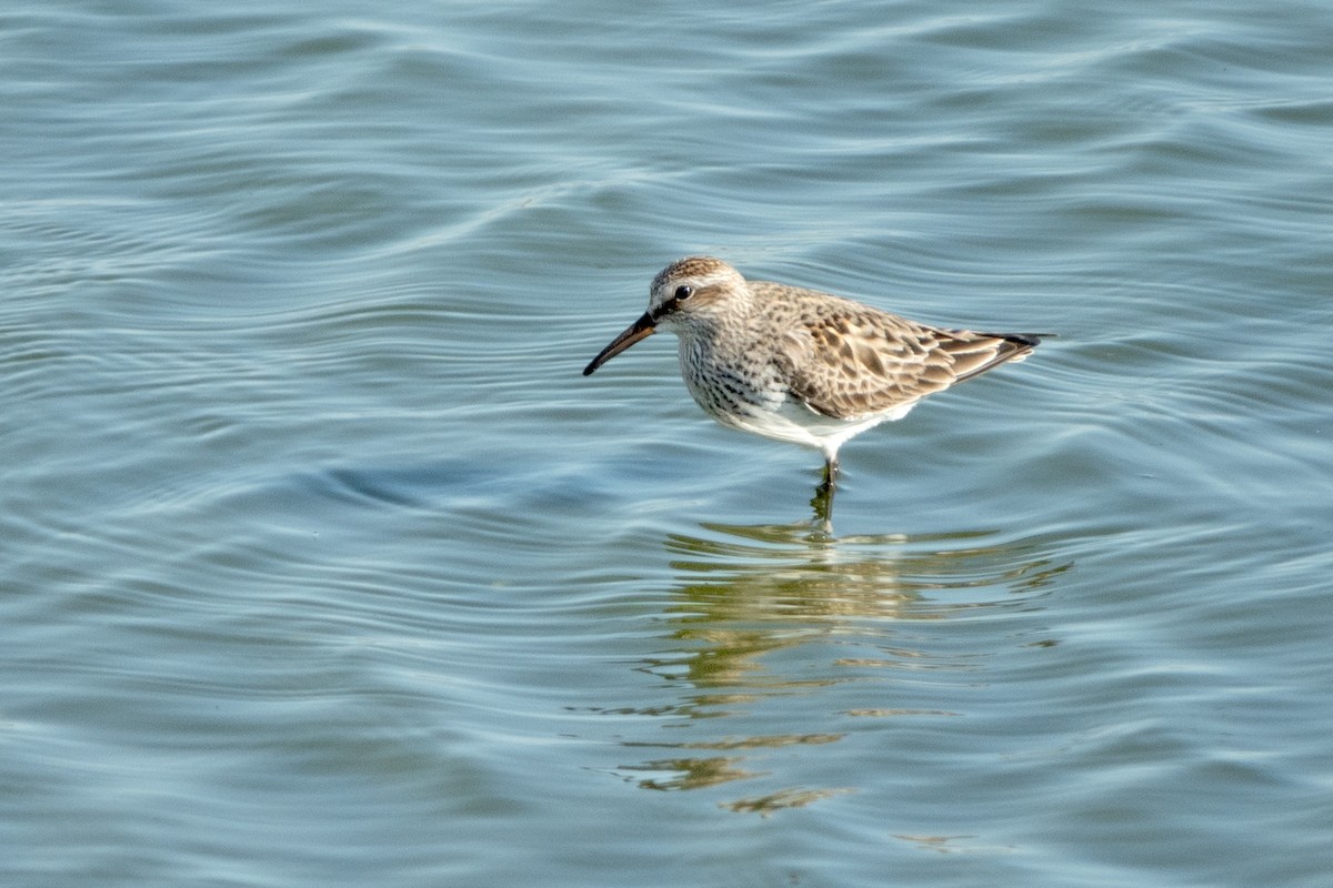 White-rumped Sandpiper - ML620875424