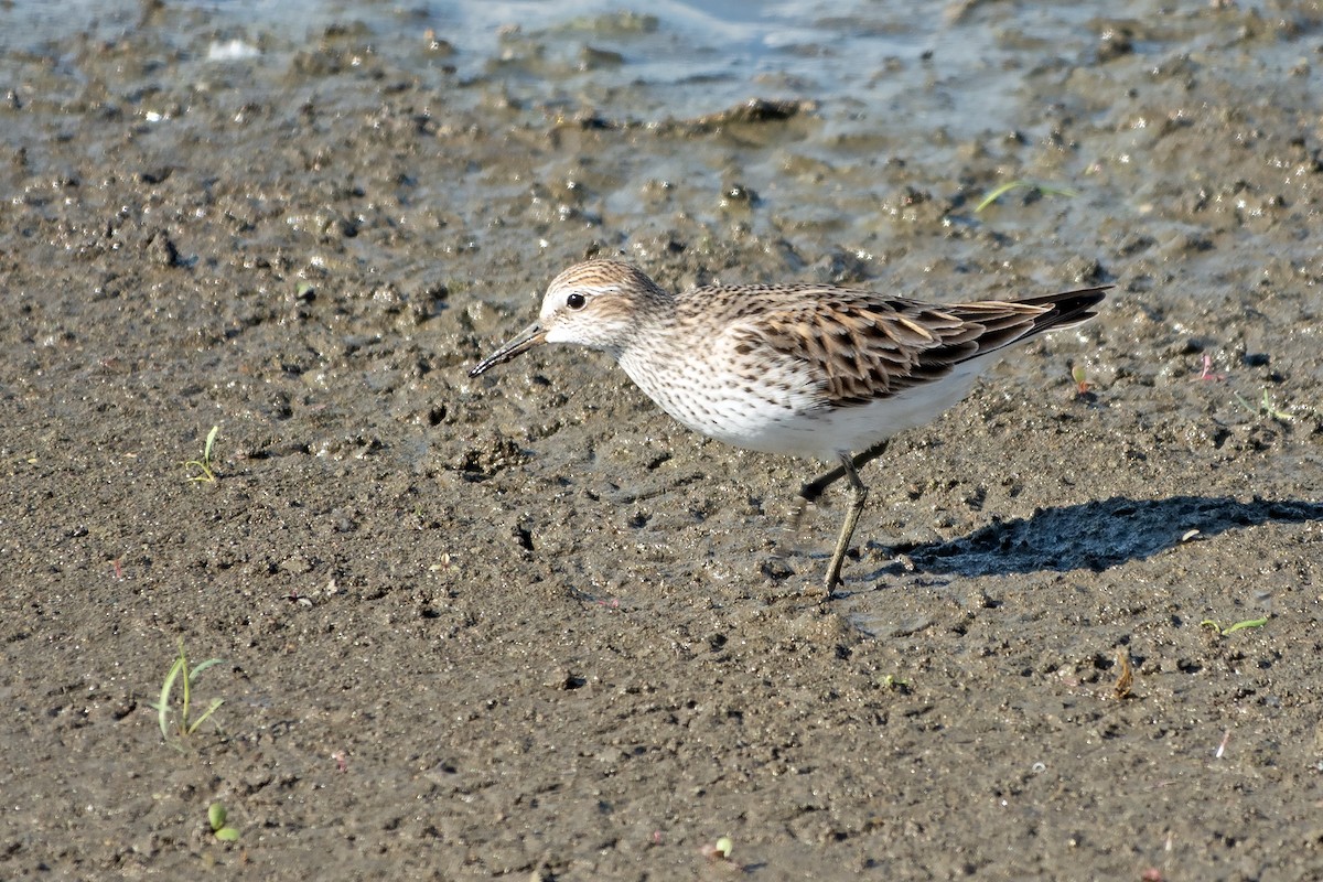 White-rumped Sandpiper - ML620875426