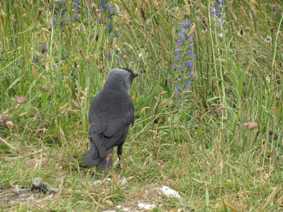 Eurasian Jackdaw - ML620875433