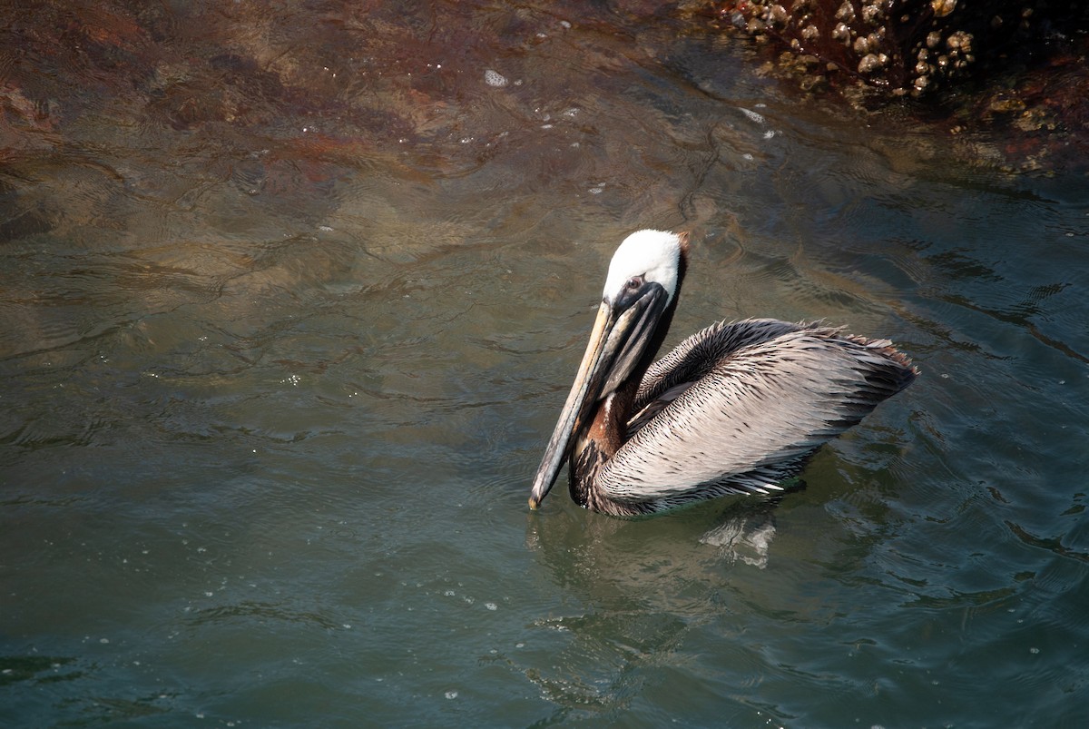 Brown Pelican - ML620875435