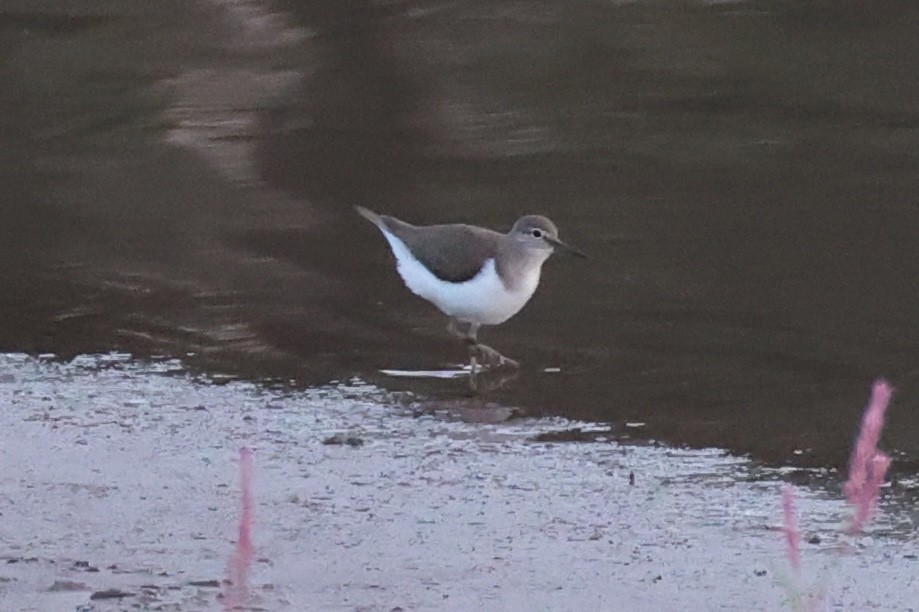 Common Sandpiper - ML620875436