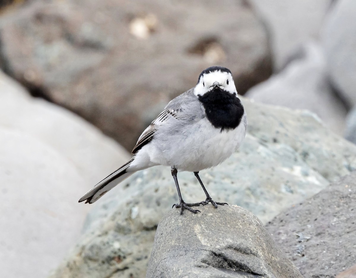 White Wagtail (White-faced) - ML620875438