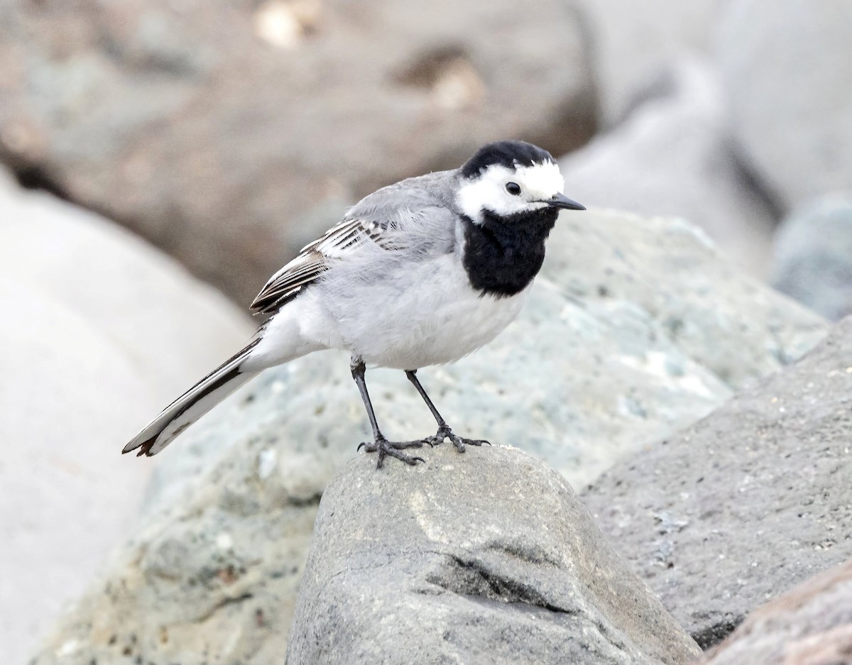 White Wagtail (White-faced) - ML620875439