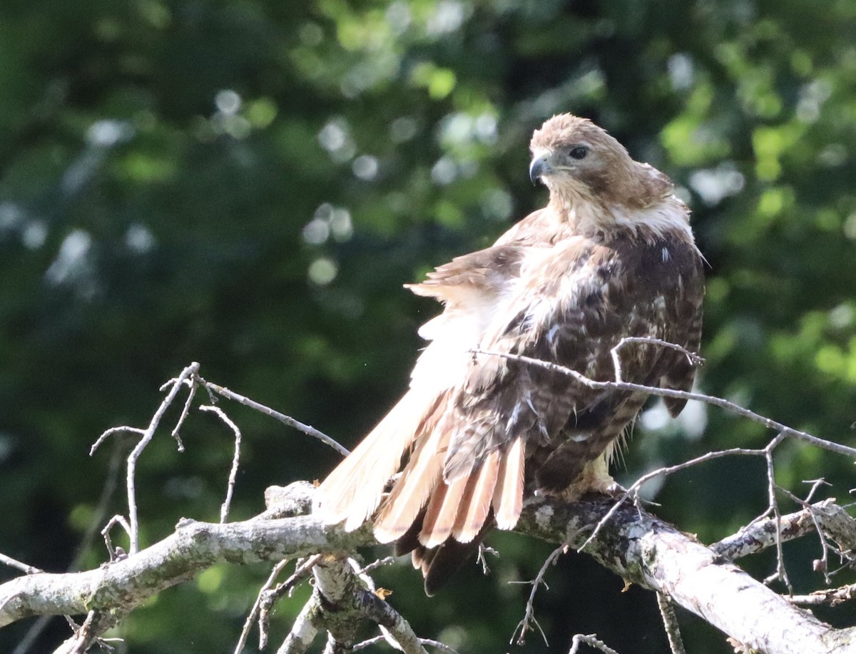 Red-tailed Hawk - ML620875442