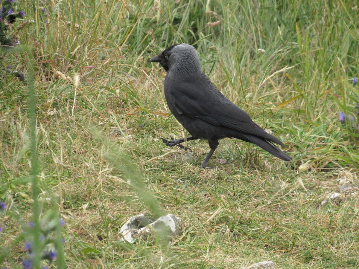 Eurasian Jackdaw - ML620875443