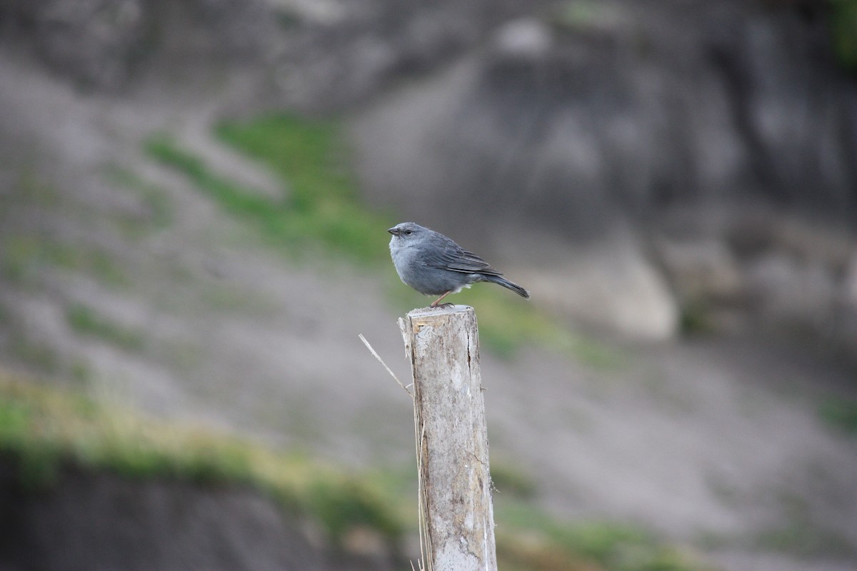 Plumbeous Sierra Finch - ML620875444