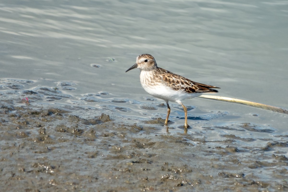 Least Sandpiper - ML620875445