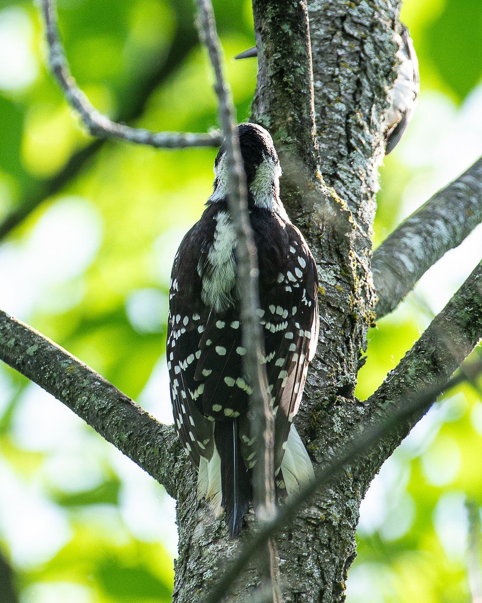 Hairy Woodpecker - ML620875455