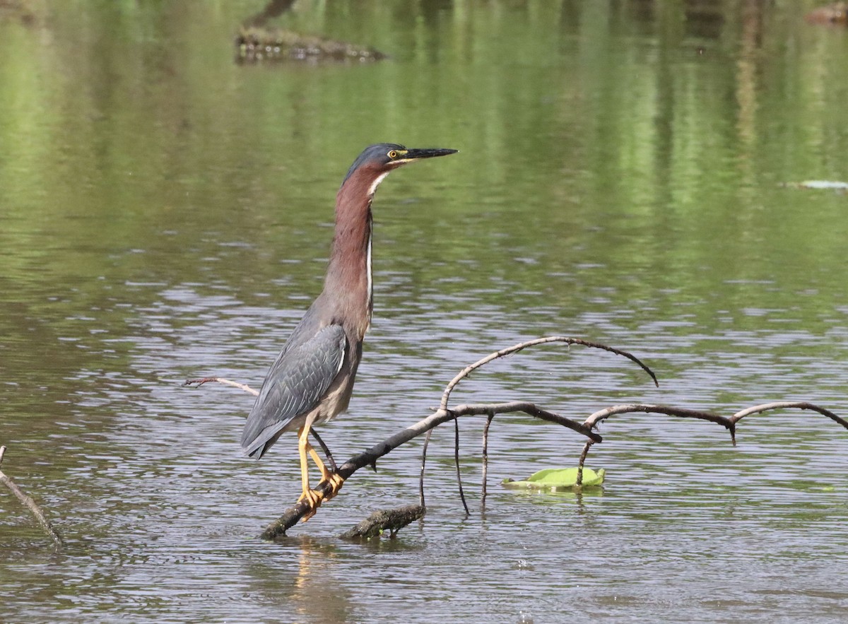 Green Heron - ML620875456