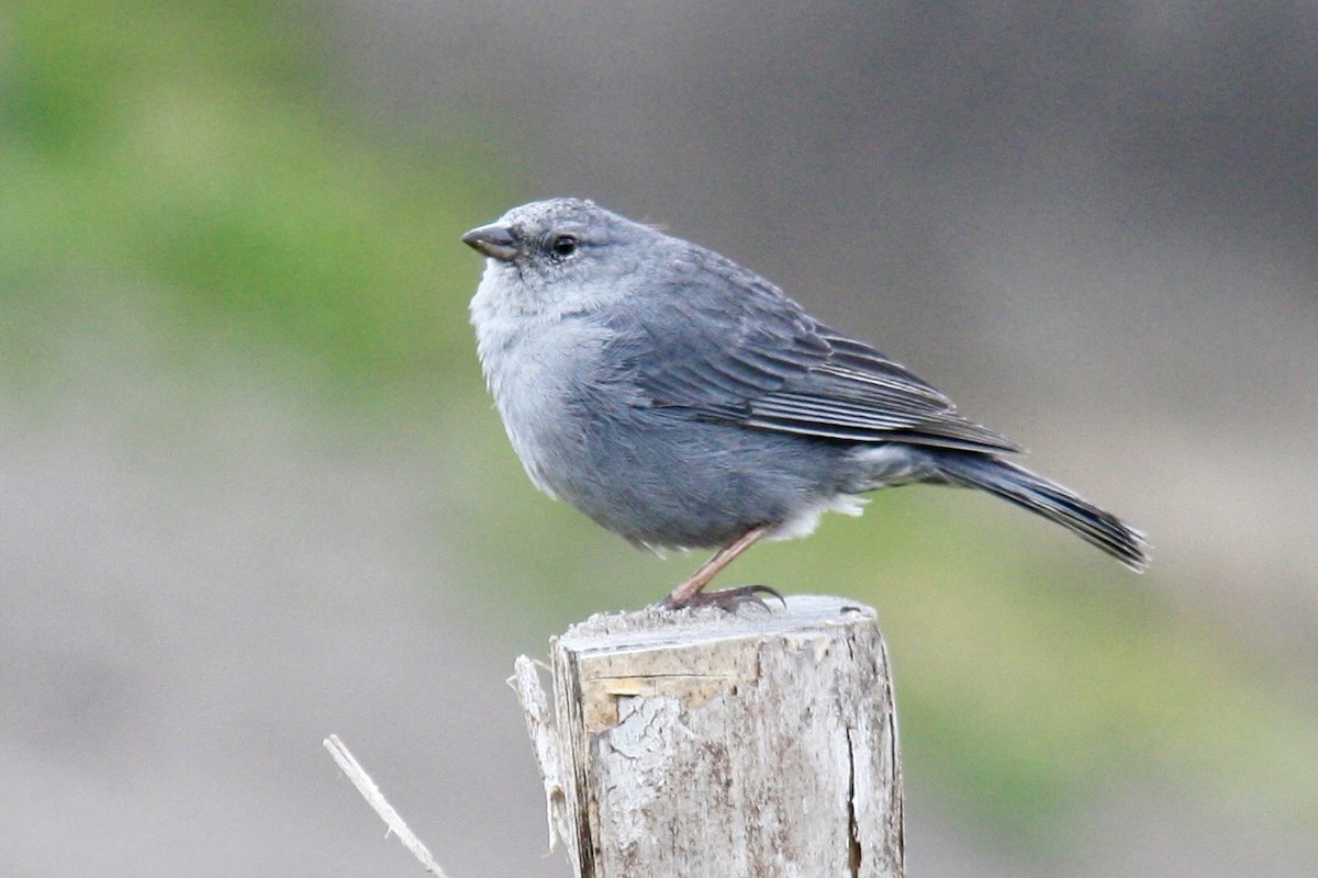 Plumbeous Sierra Finch - ML620875462