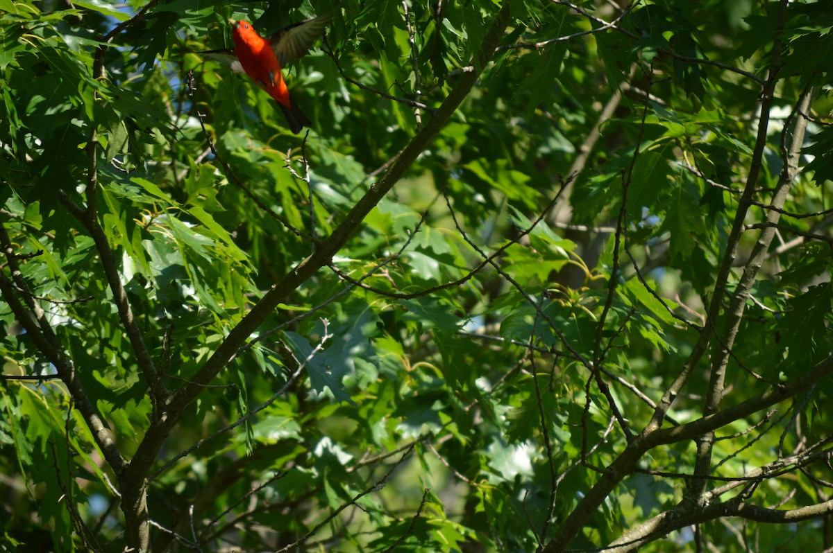 Piranga Escarlata - ML620875477