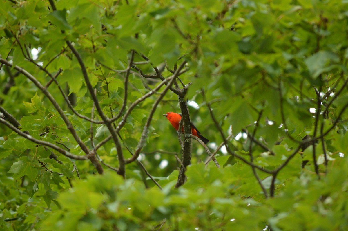 Scarlet Tanager - ML620875478