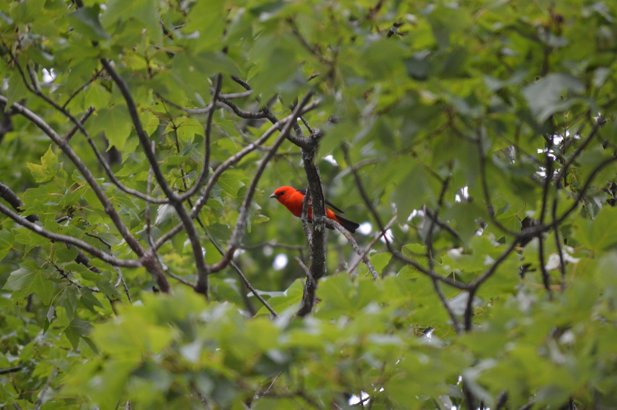 Scarlet Tanager - Susanna Rodgers