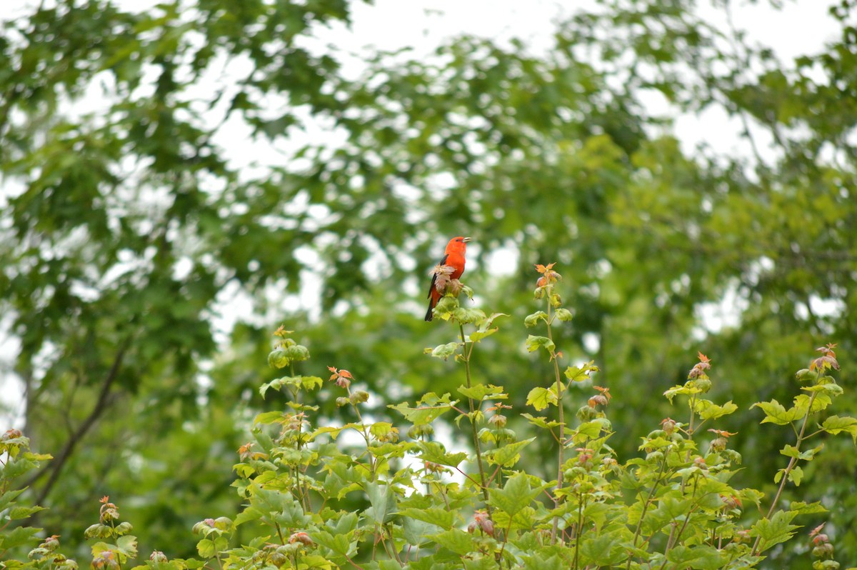 Scarlet Tanager - Susanna Rodgers