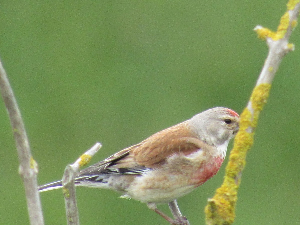 Eurasian Linnet - Roger Hedge