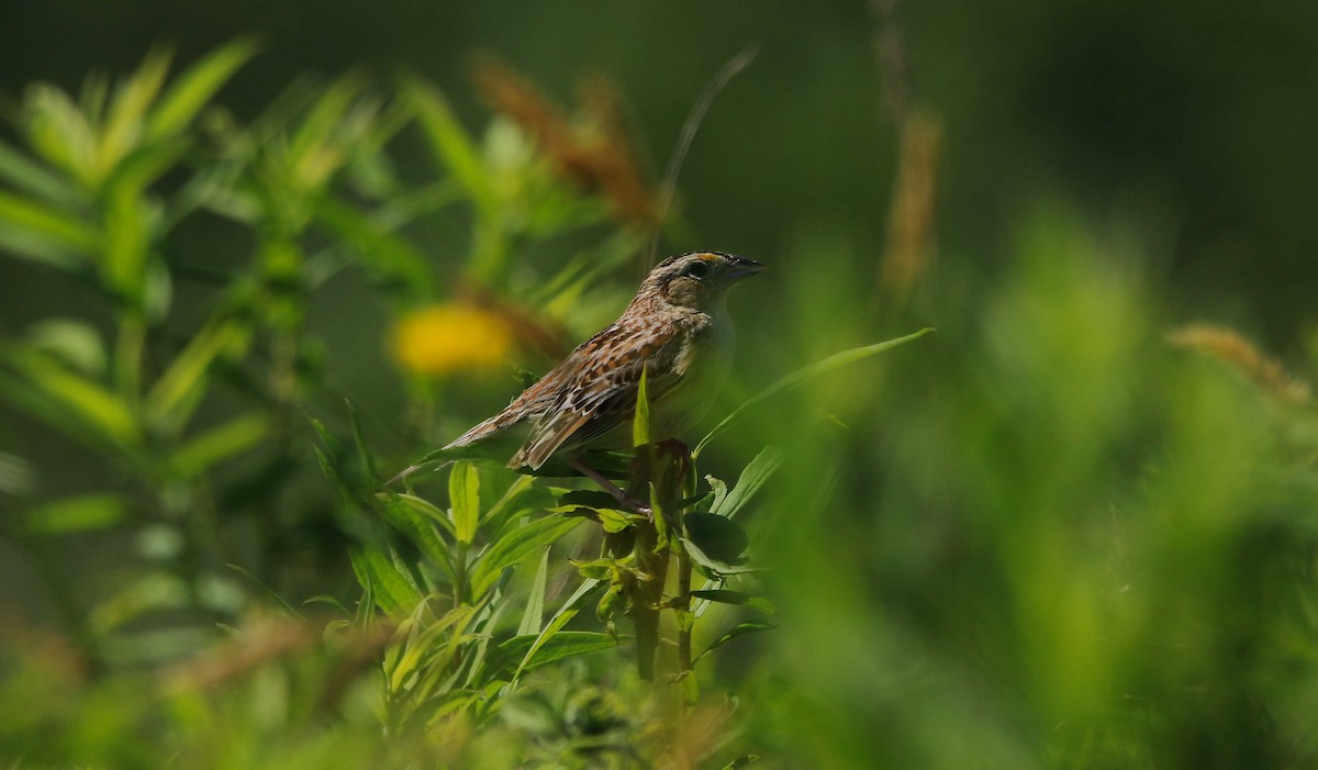 Grasshopper Sparrow - ML620875504