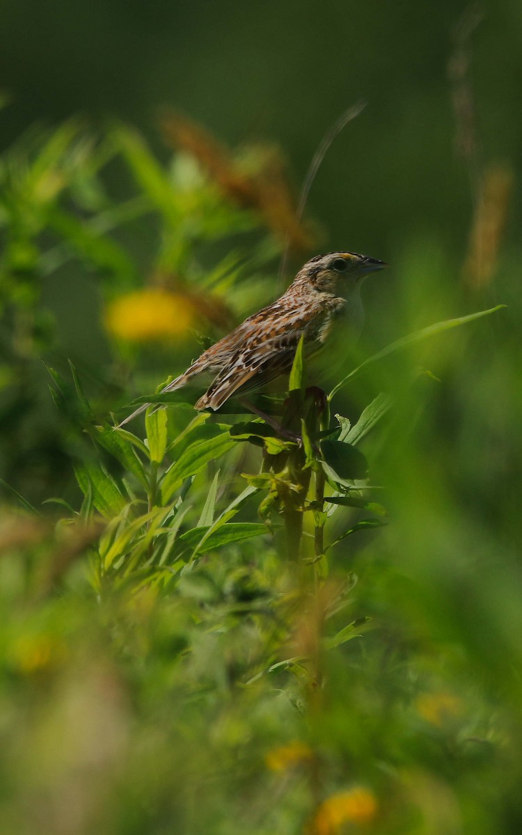 Grasshopper Sparrow - ML620875505