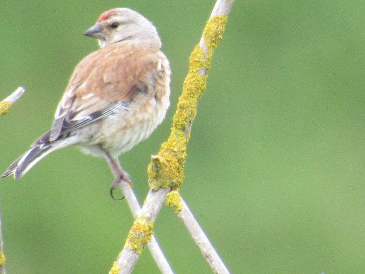 Eurasian Linnet - ML620875507