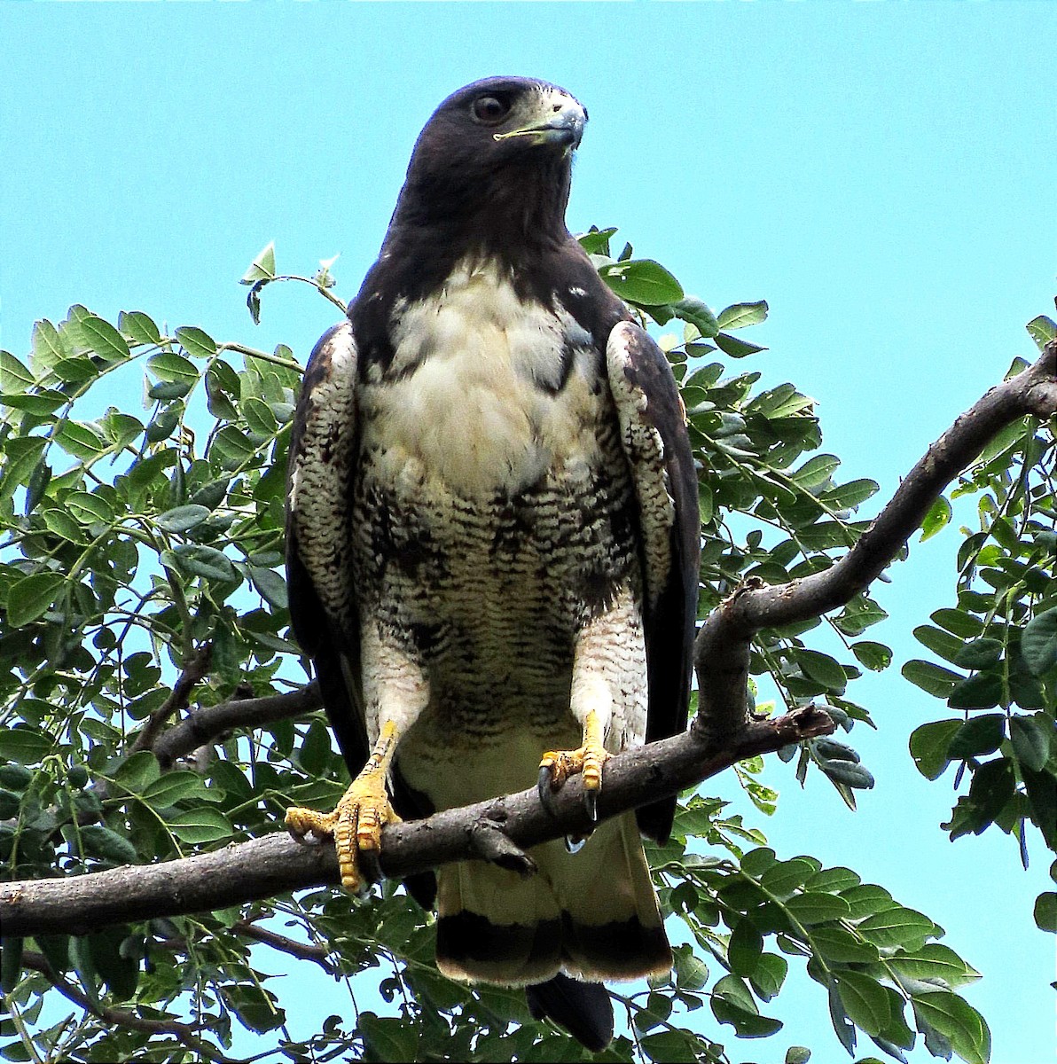 White-tailed Hawk - Alfredo Correa