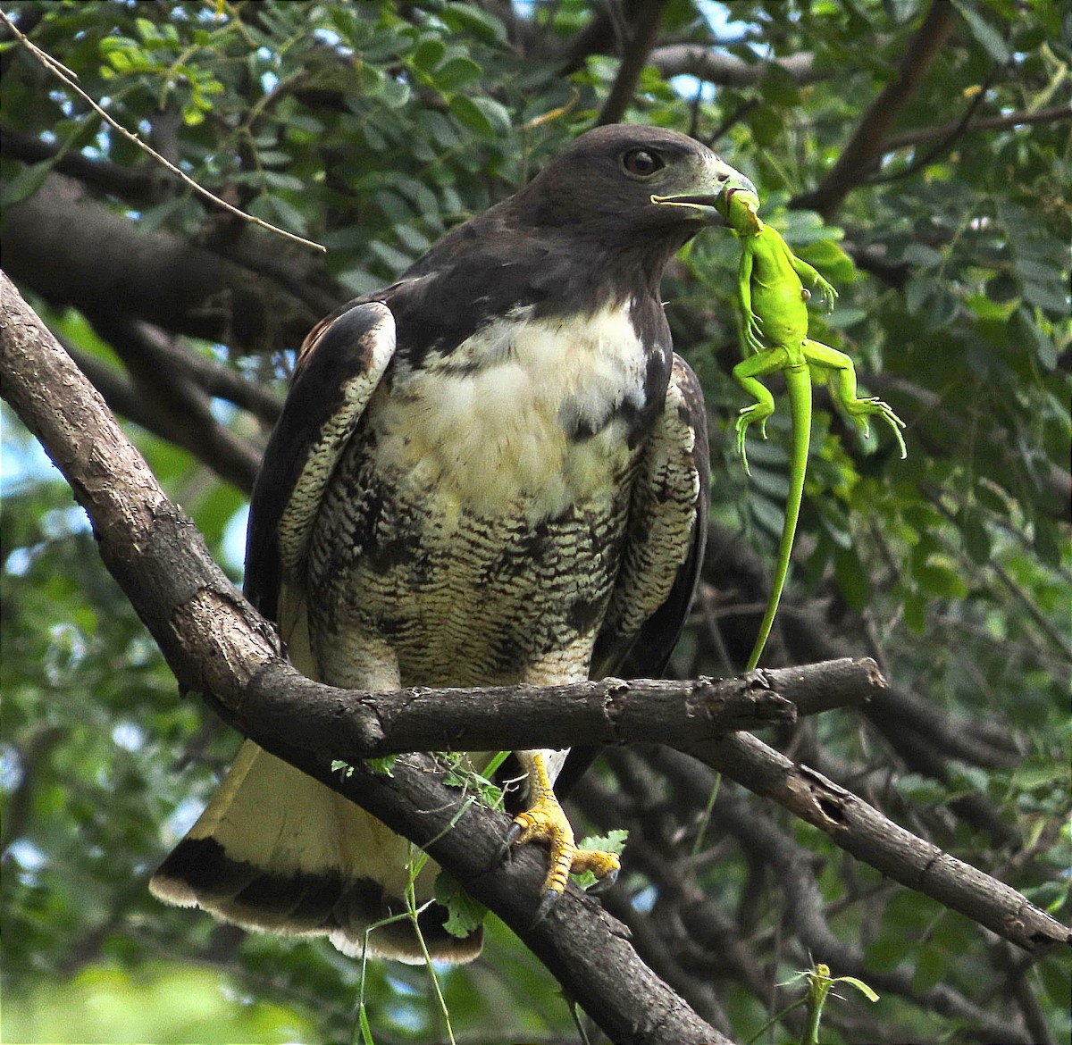 White-tailed Hawk - ML620875511