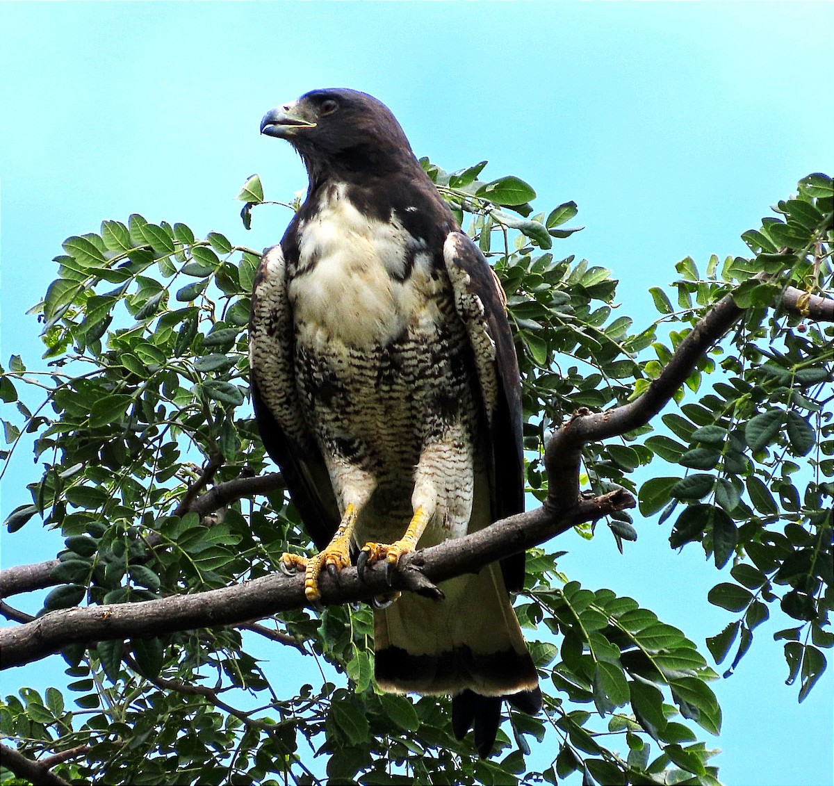 White-tailed Hawk - ML620875512