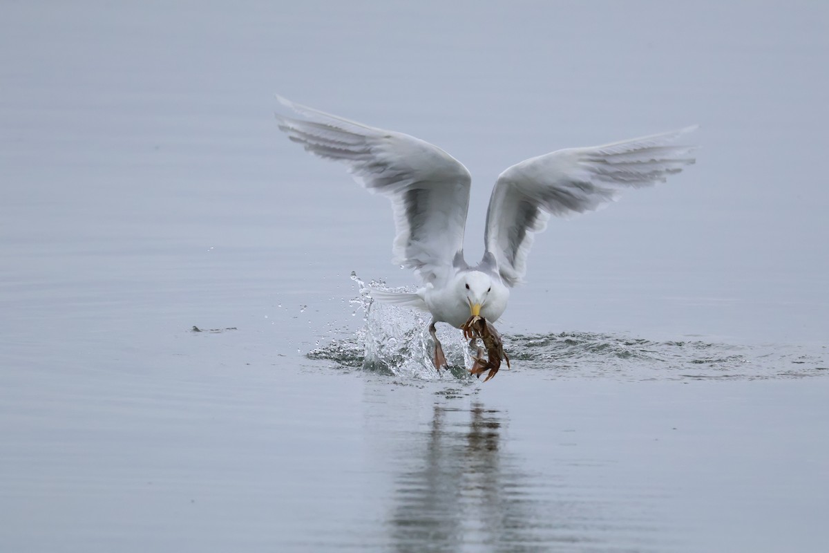 Western x Glaucous-winged Gull (hybrid) - ML620875516