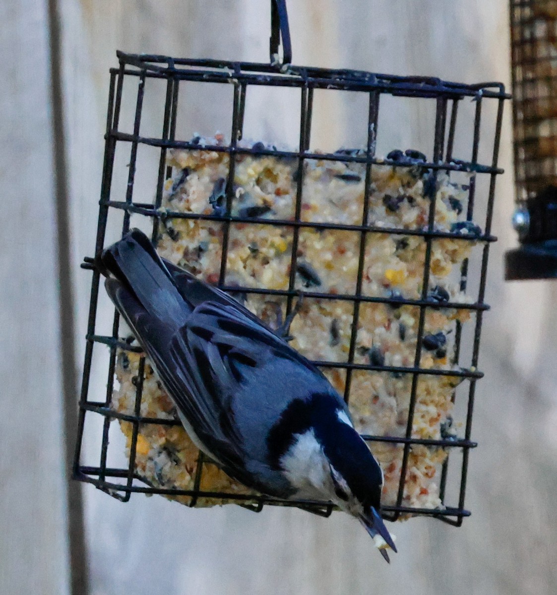 White-breasted Nuthatch - ML620875518