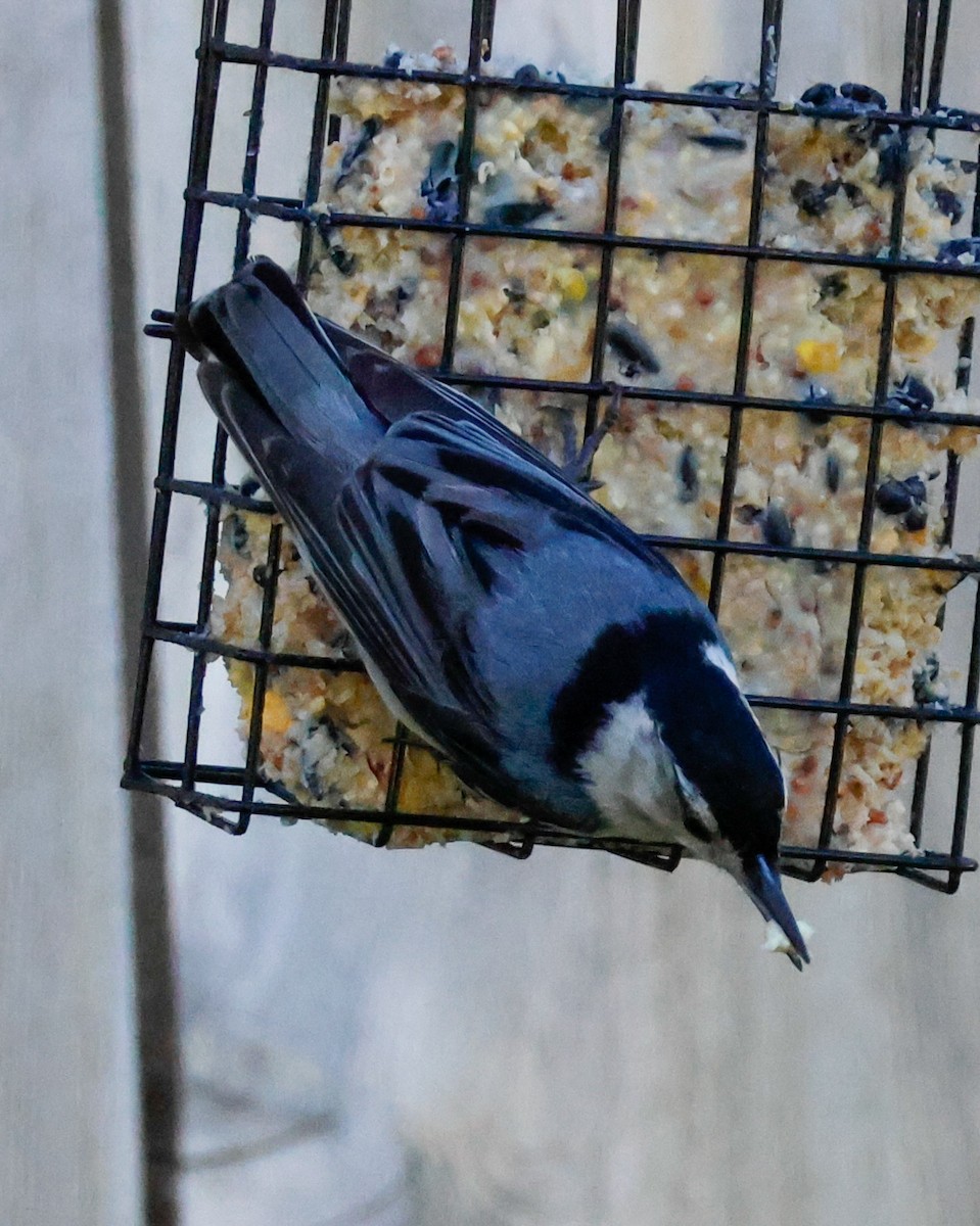 White-breasted Nuthatch - ML620875519
