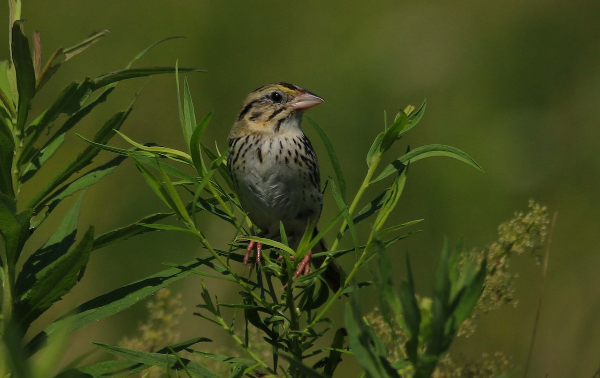 Henslow's Sparrow - ML620875523