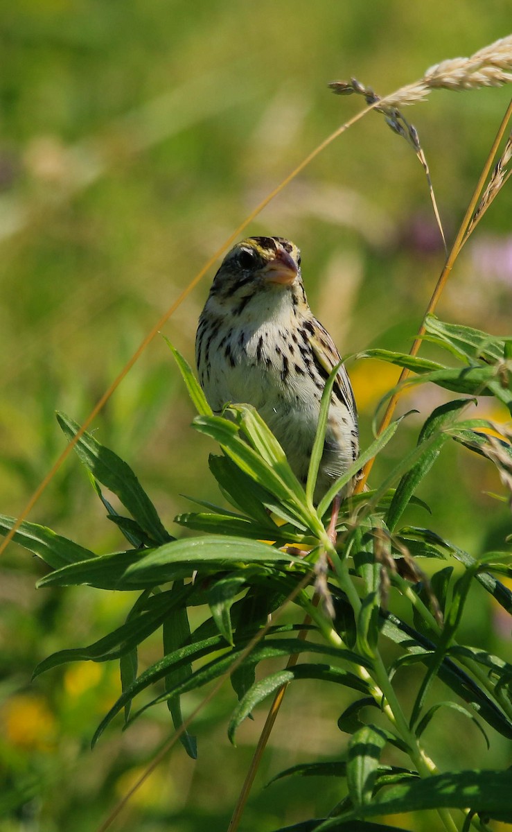 Henslow's Sparrow - ML620875524