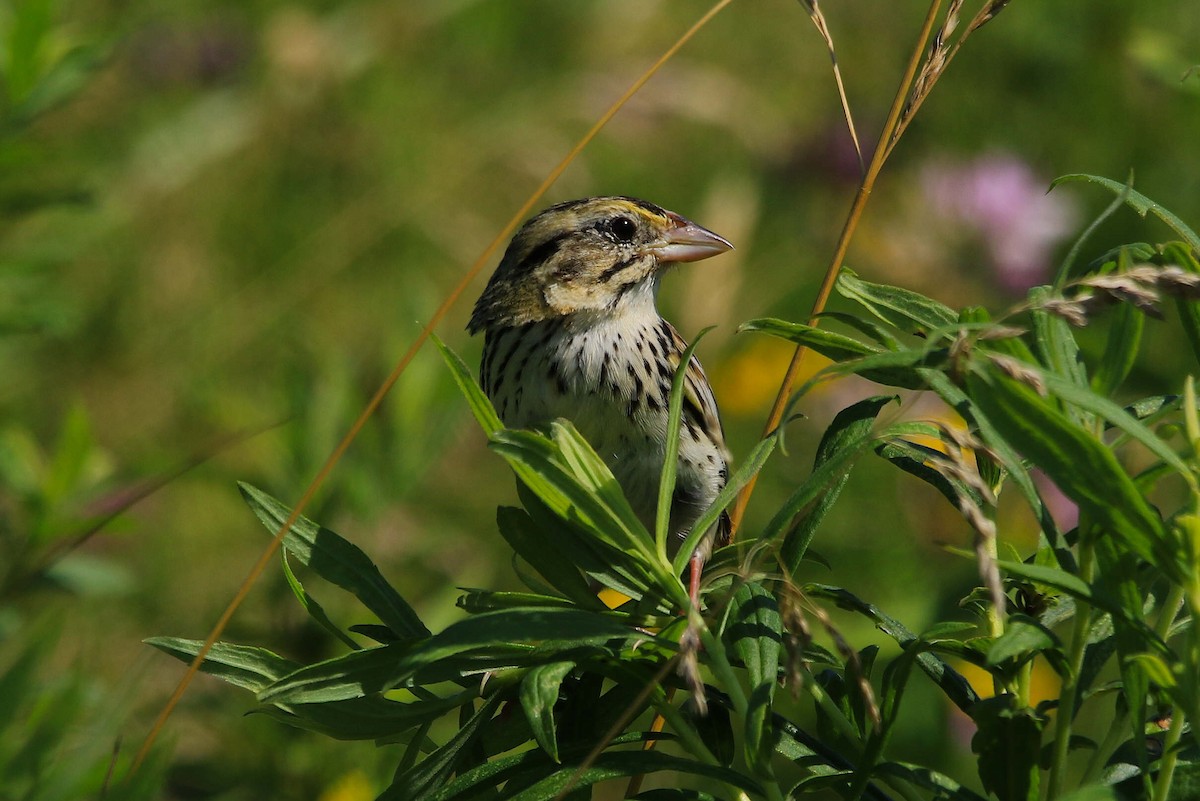 Henslow's Sparrow - ML620875525