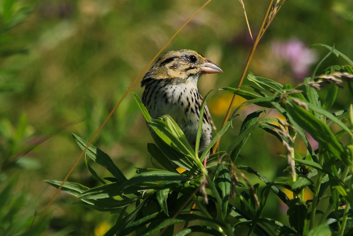 Henslow's Sparrow - ML620875527