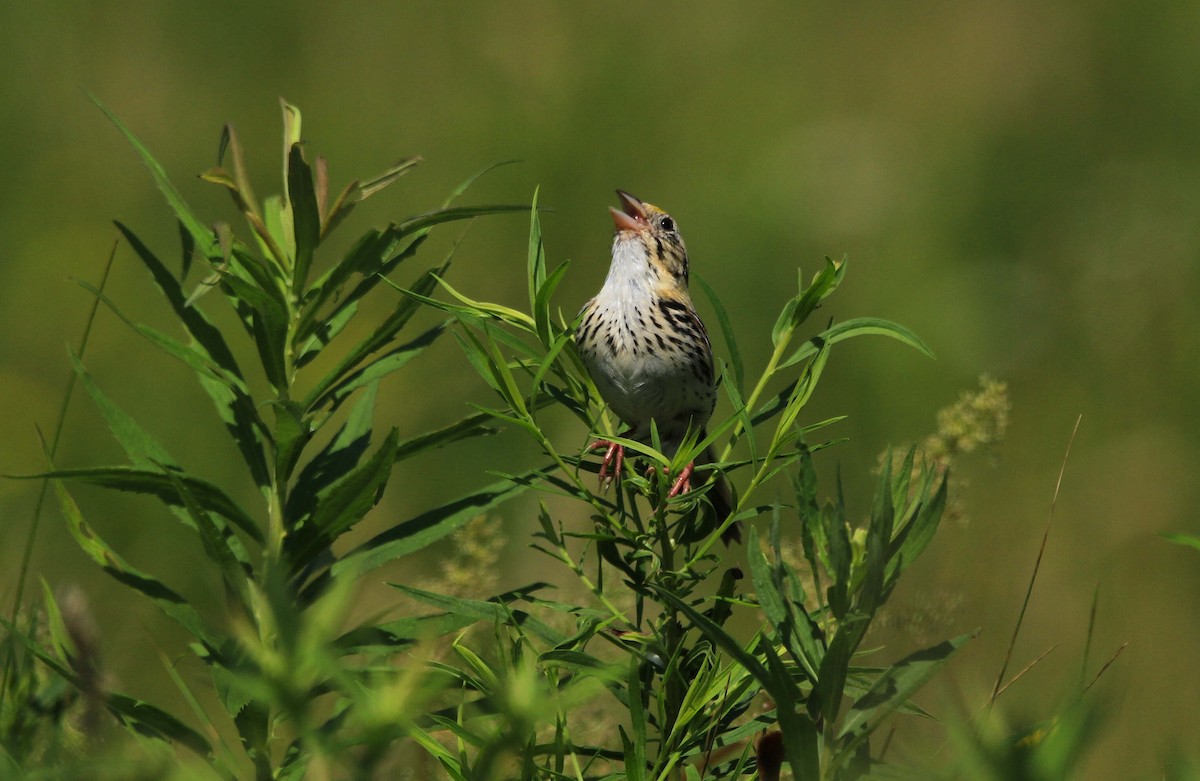 Henslow's Sparrow - ML620875529