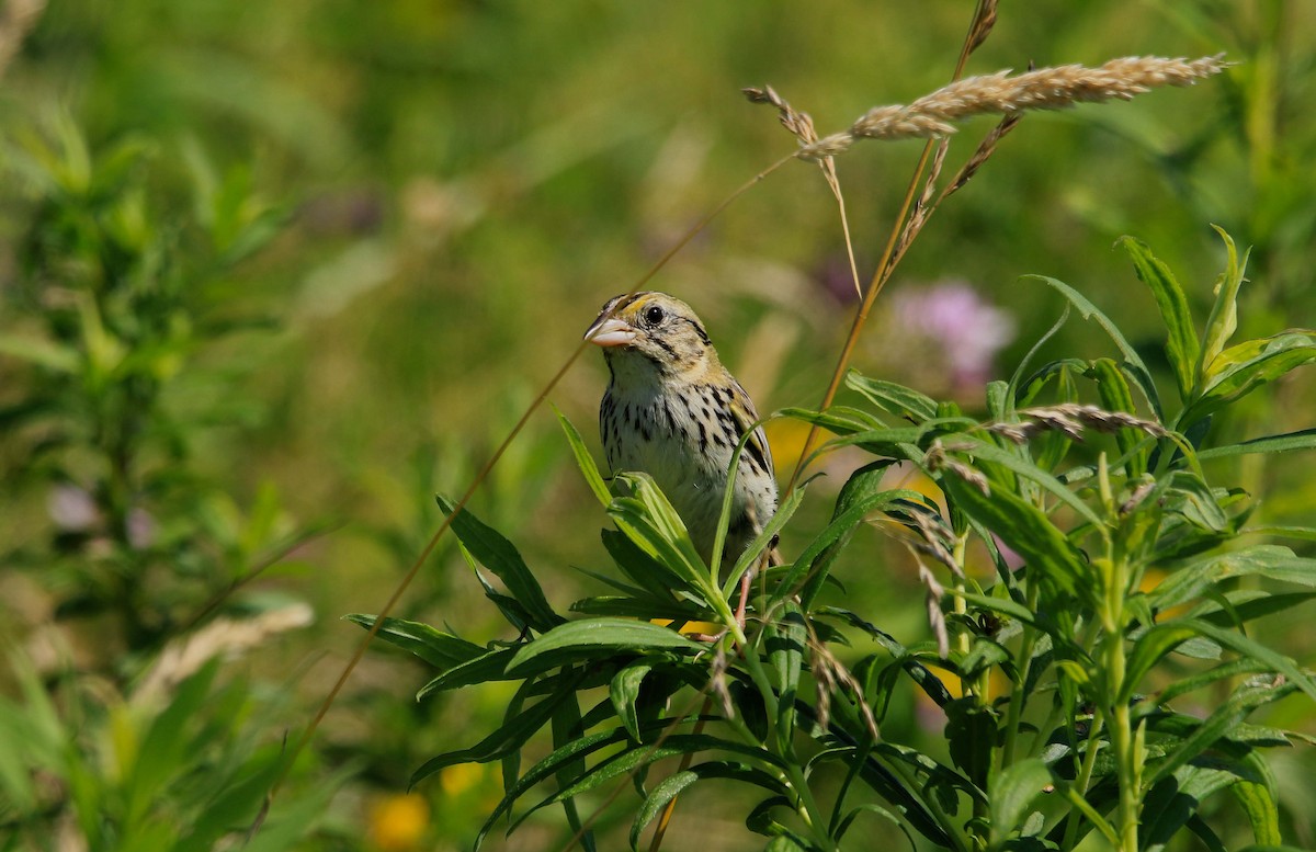 Henslow's Sparrow - ML620875530