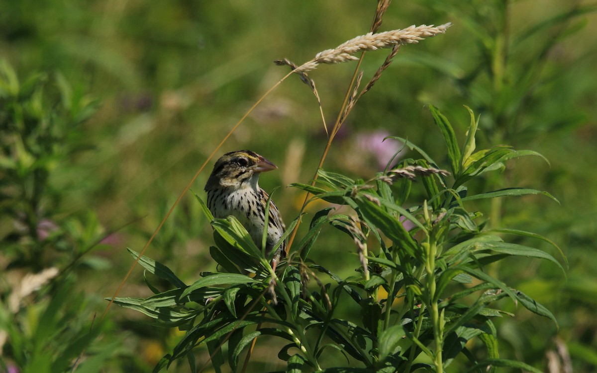 Henslow's Sparrow - ML620875531