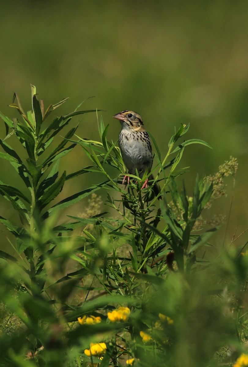 Henslow's Sparrow - ML620875532