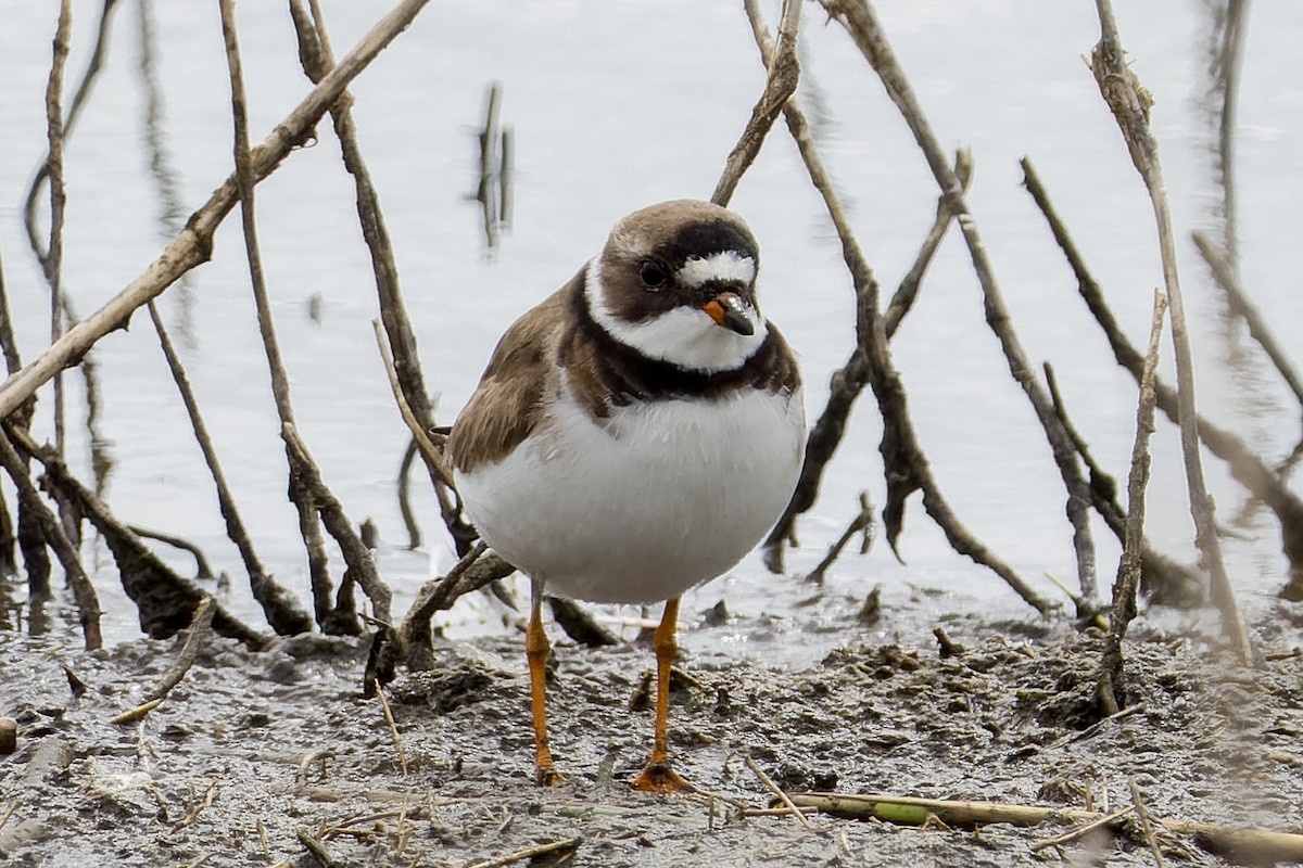 Semipalmated Plover - ML620875536