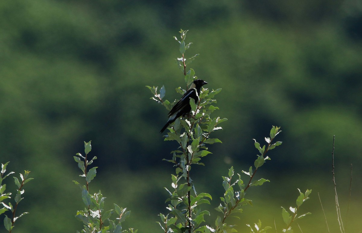 Bobolink - ML620875539