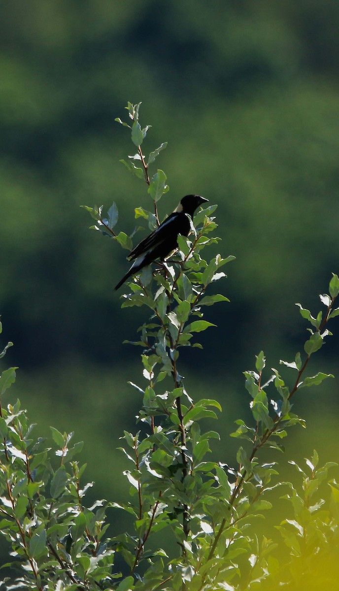 Bobolink - ML620875540